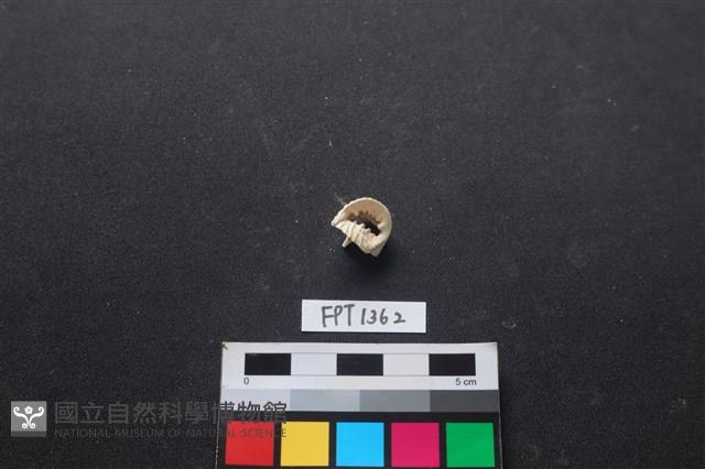 貝殼藏品圖，第1張