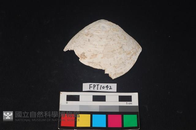 貝殼藏品圖，第1張