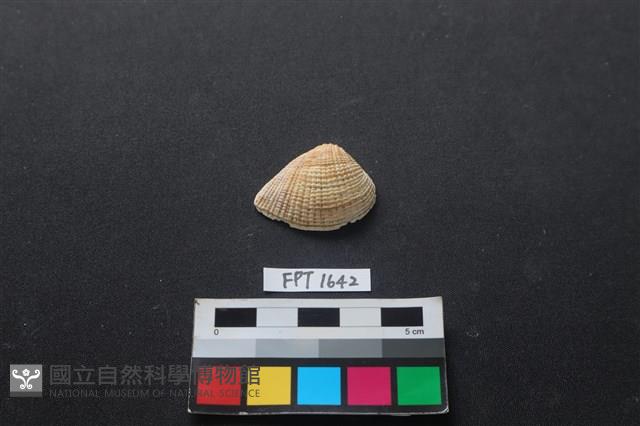 貝殼藏品圖，第1張