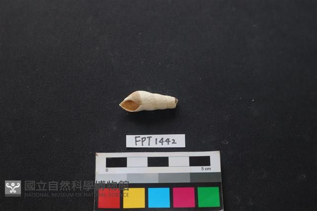 貝殼藏品圖，第1張
