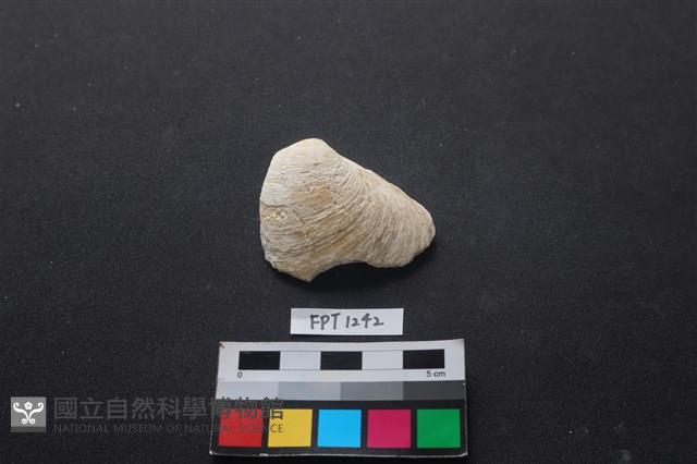 貝殼藏品圖，第1張