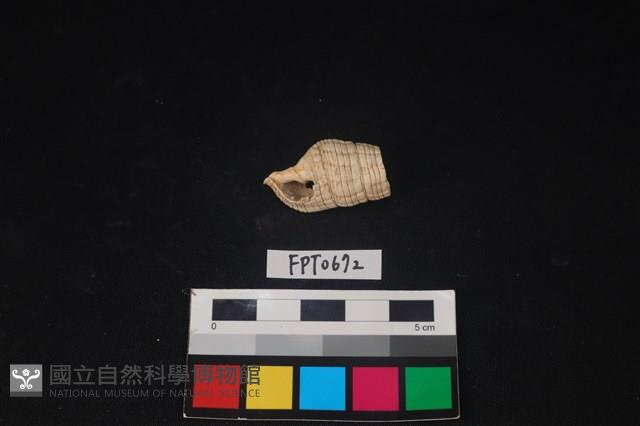 貝殼藏品圖，第1張