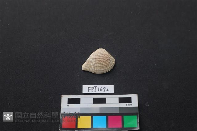 貝殼藏品圖，第1張