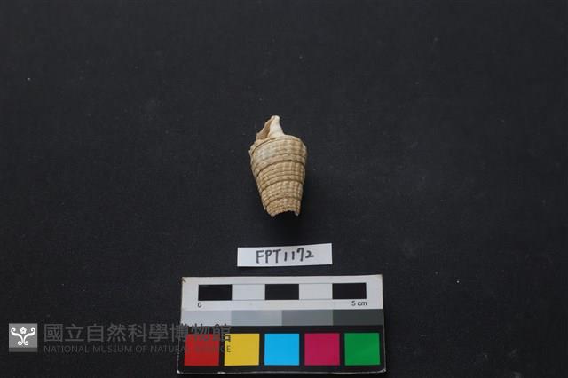 貝殼藏品圖，第1張