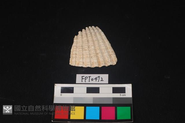 貝殼藏品圖，第1張