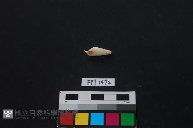 貝殼藏品圖，第1張