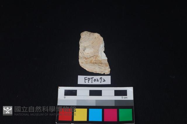 貝殼藏品圖，第1張