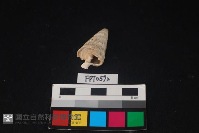 貝殼藏品圖，第1張