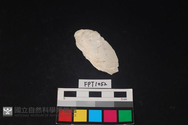 貝殼藏品圖，第1張