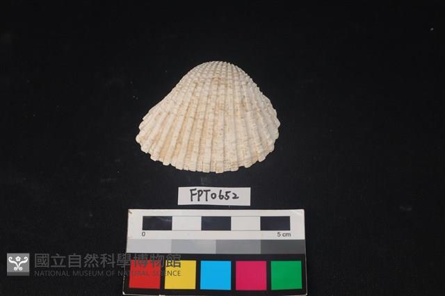 貝殼藏品圖，第1張