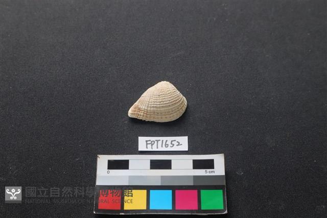 貝殼藏品圖，第1張