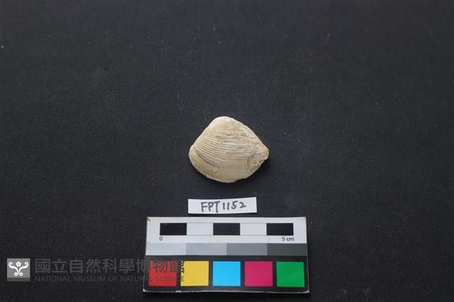 貝殼藏品圖，第1張
