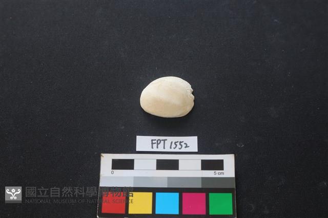貝殼藏品圖，第1張