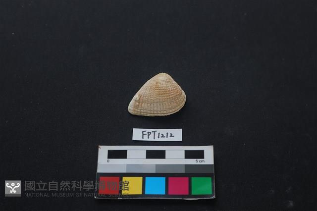 貝殼藏品圖，第1張