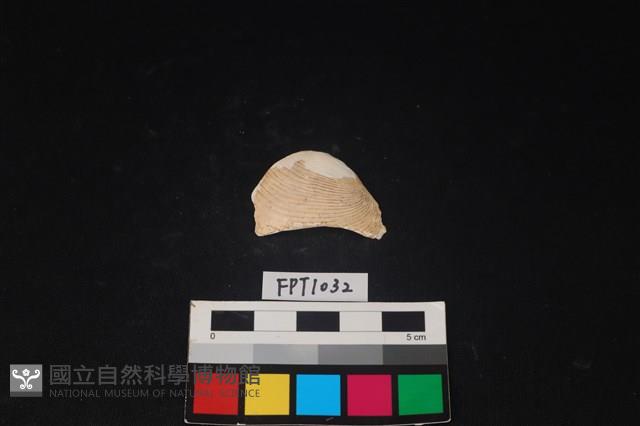 貝殼藏品圖，第1張