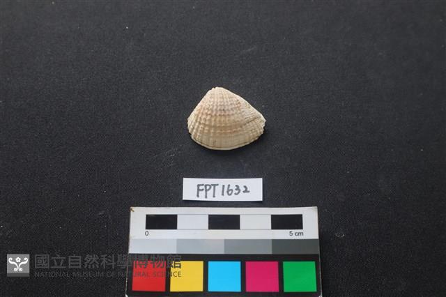貝殼藏品圖，第1張