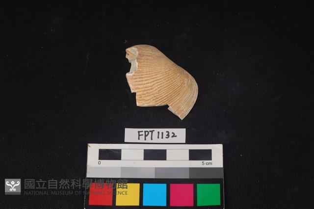 貝殼藏品圖，第1張