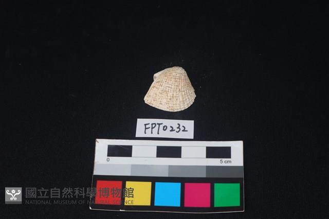 貝殼藏品圖，第1張