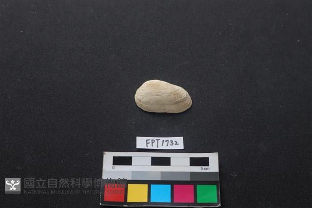 貝殼藏品圖，第1張