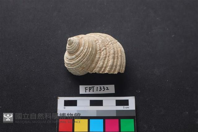貝殼藏品圖，第1張