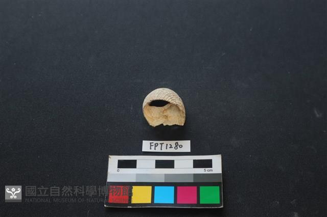 貝殼藏品圖，第1張