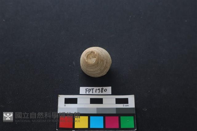 貝殼藏品圖，第1張