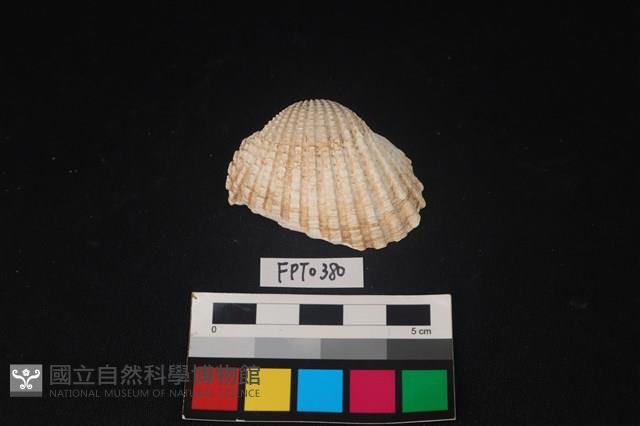 貝殼藏品圖，第1張