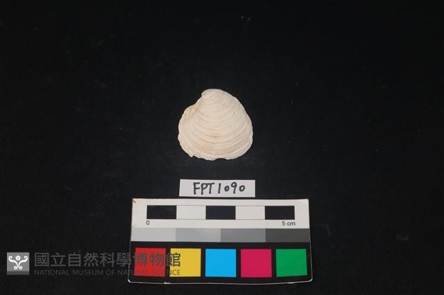 貝殼藏品圖，第1張