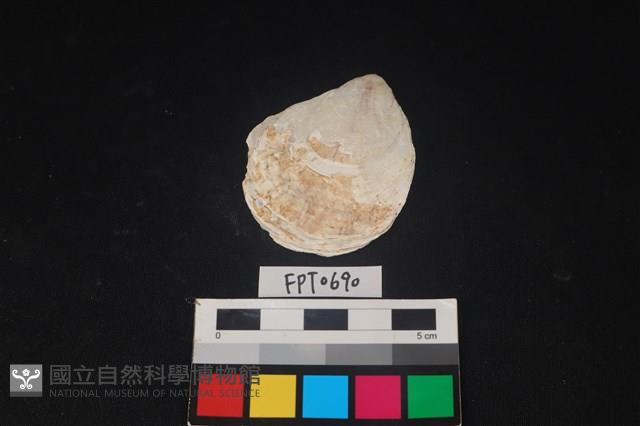 貝殼藏品圖，第1張