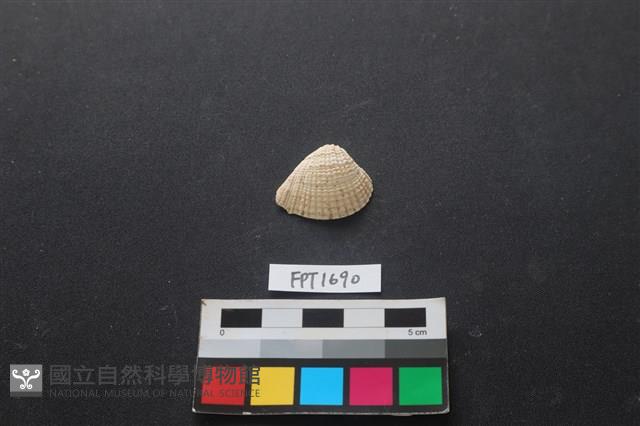 貝殼藏品圖，第1張