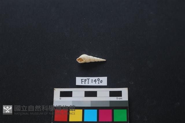貝殼藏品圖，第1張