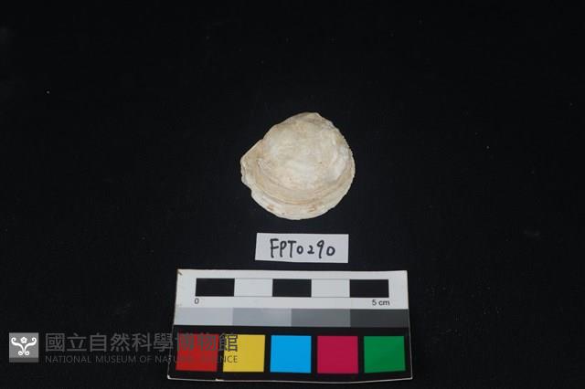 貝殼藏品圖，第1張
