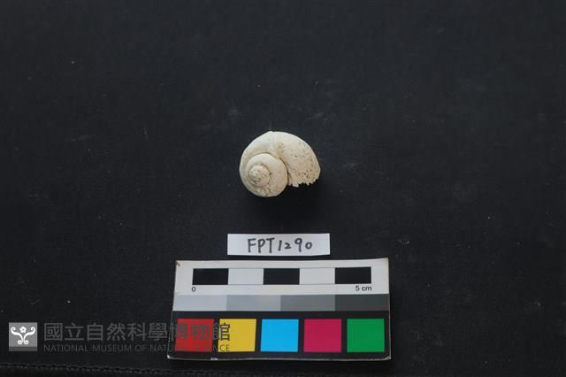貝殼藏品圖，第1張