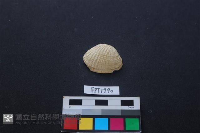 貝殼藏品圖，第1張
