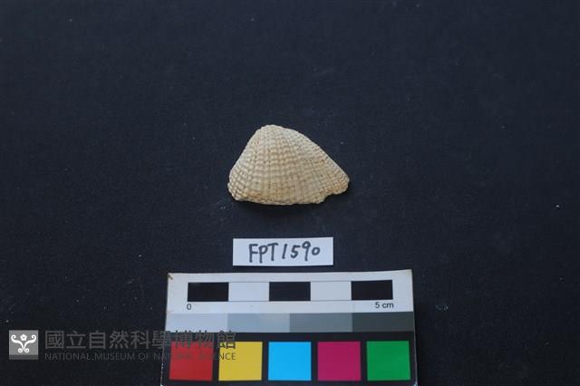 貝殼藏品圖，第1張