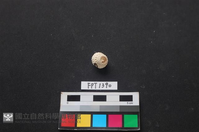 貝殼藏品圖，第1張