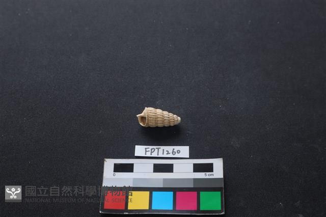 貝殼藏品圖，第1張