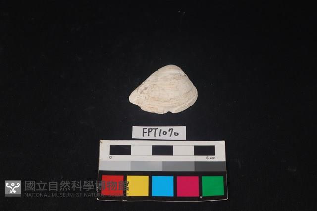 貝殼藏品圖，第1張