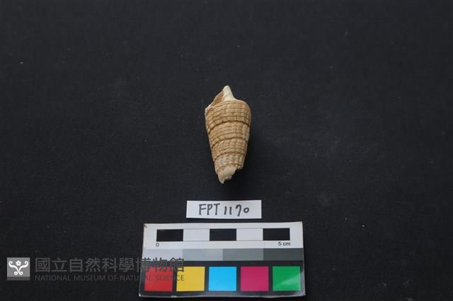 貝殼藏品圖，第1張