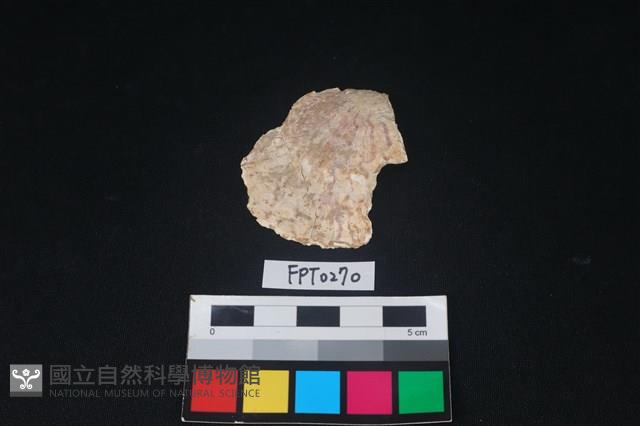 貝殼藏品圖，第1張