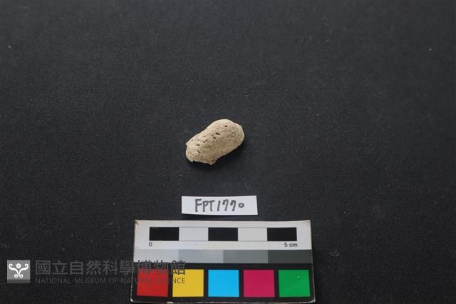 貝殼藏品圖，第1張