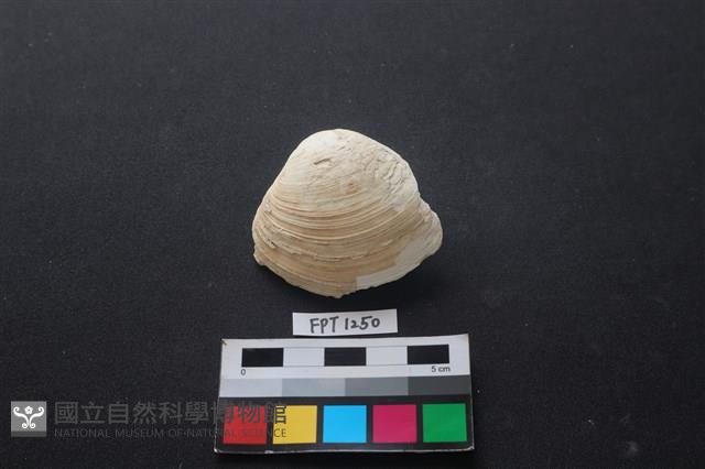 貝殼藏品圖，第1張