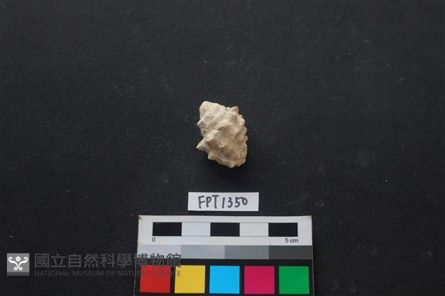 貝殼藏品圖，第1張