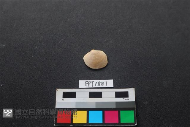 貝殼藏品圖，第1張