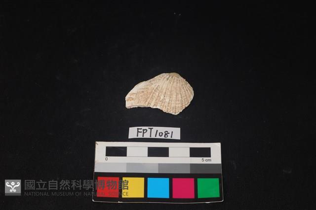 貝殼藏品圖，第1張