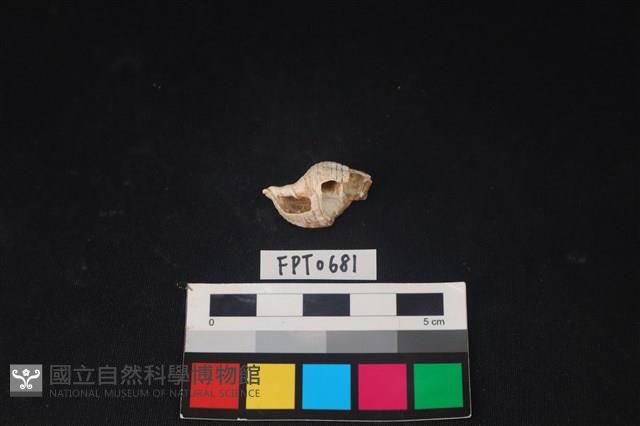 貝殼藏品圖，第1張