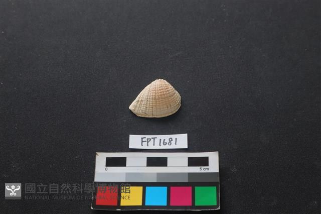 貝殼藏品圖，第1張