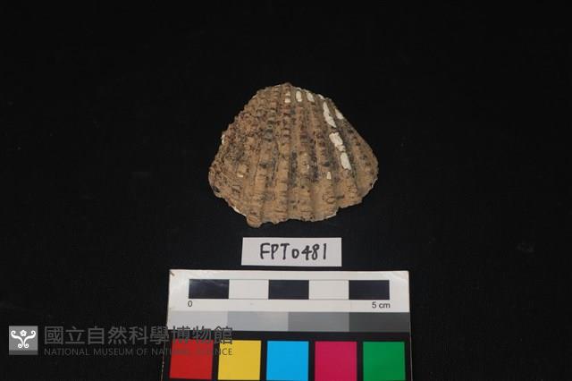 貝殼藏品圖，第1張