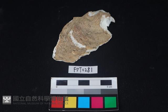 貝殼藏品圖，第1張