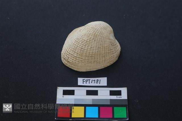 貝殼藏品圖，第1張